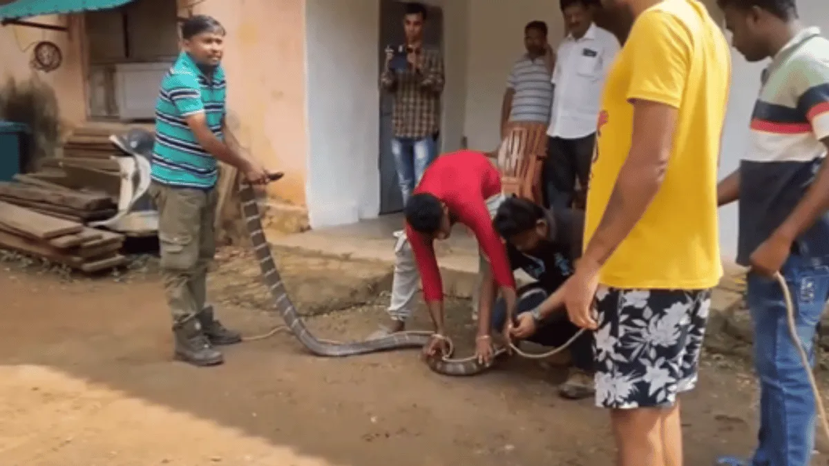 viral-video-11-foot-long-king-cobra-enters-house-in-chase-of-monitor-lizard-new-fear-unlocks-for-netizens